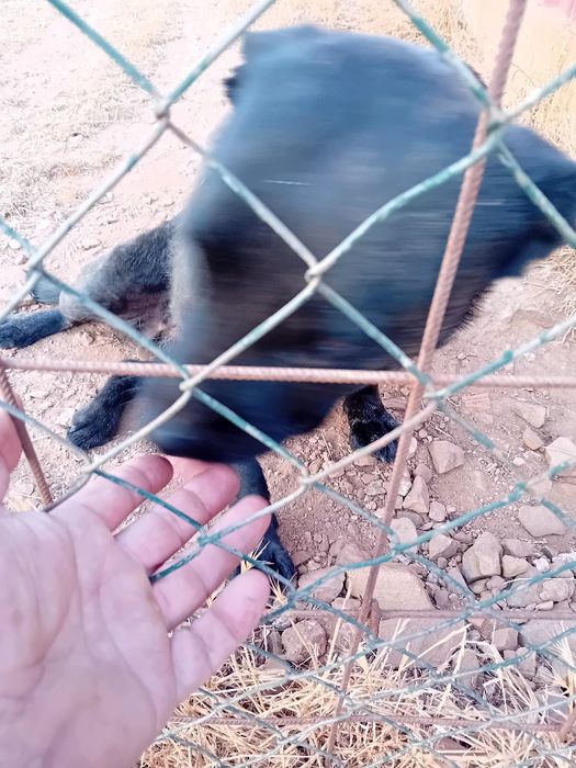 Ofereço cadelela Fila São Miguel...chip e vacinas em dia..