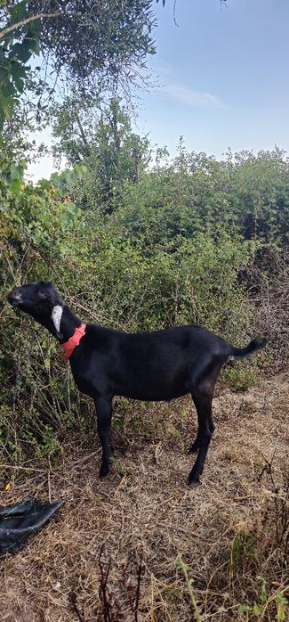 Macho Anglo Nubiana cruzado