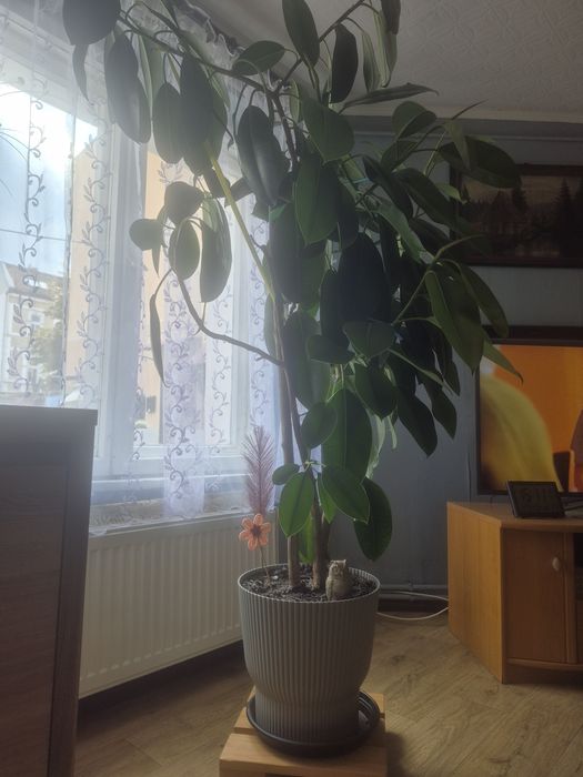 Sprzedam fikusa sprężystego