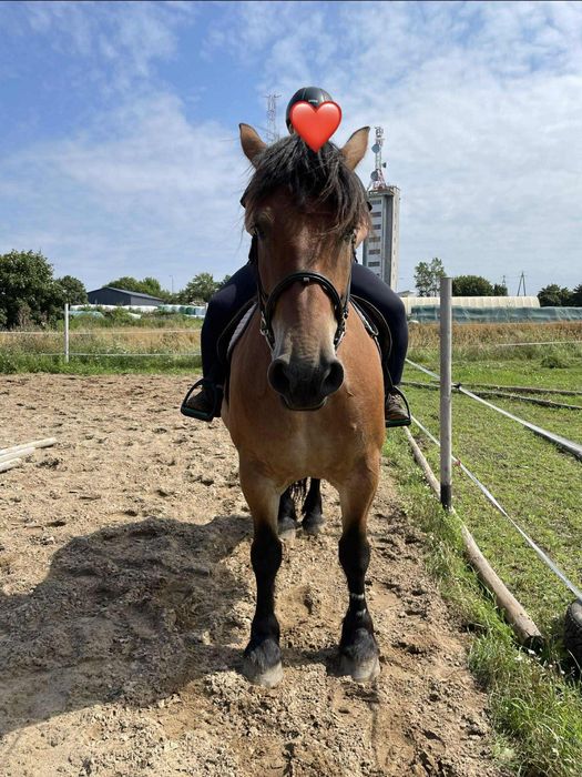 Klacz idealna w spokojny teren