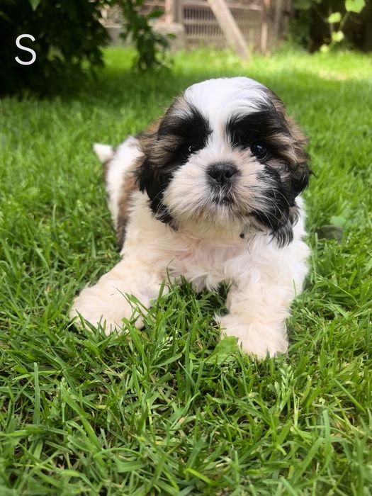 Śliczny szczeniak shih tzu