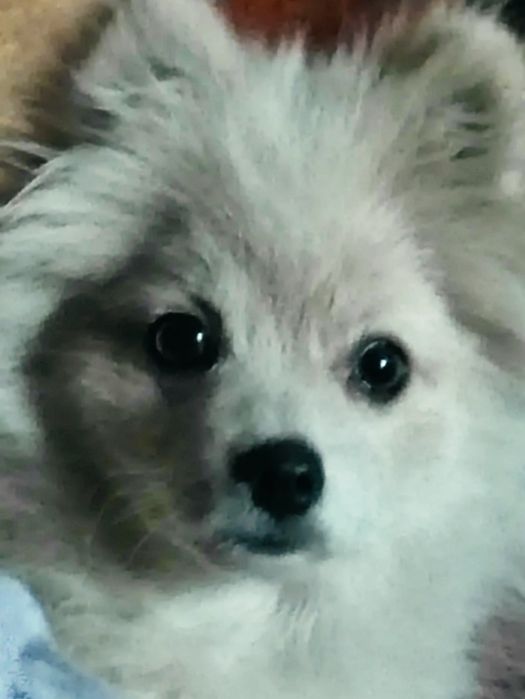 Шпіцюля шукає родинну