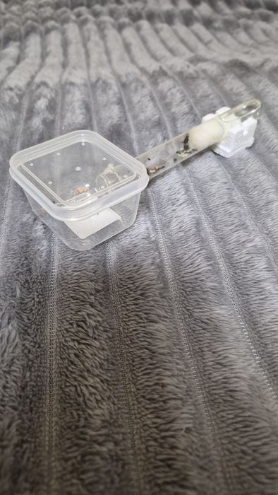 Мурахи Messor struktor/ чи просто інкубатор з ареною без мурах