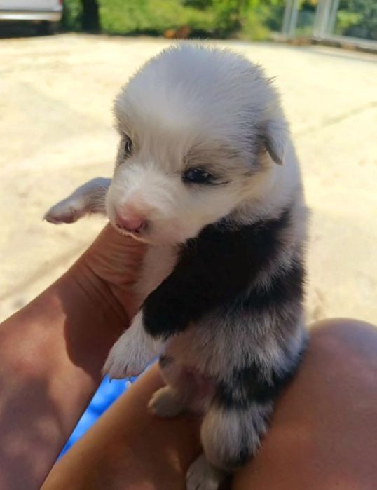 Border collie merle