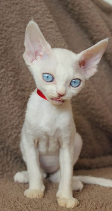 Кошенята девон-рекс