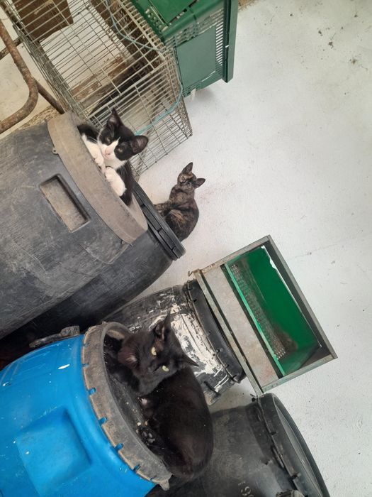 Gatinhos para adoção