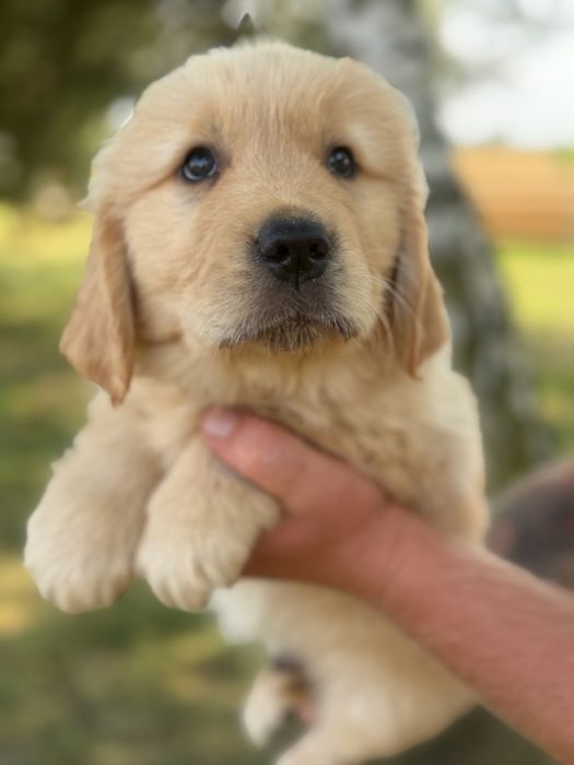 Szczeniak Golden retriever