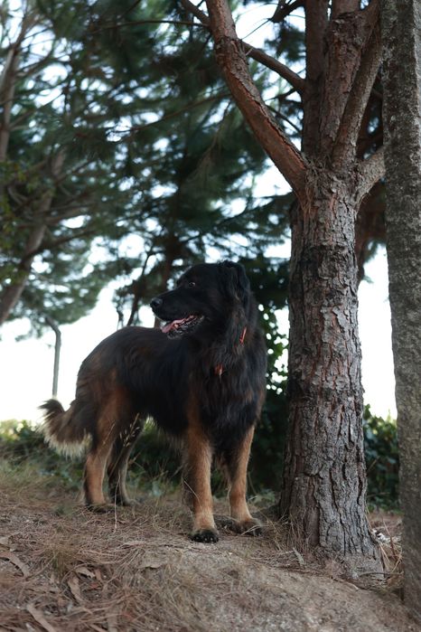 Cadela Serra da Estrela - 2,5 meses