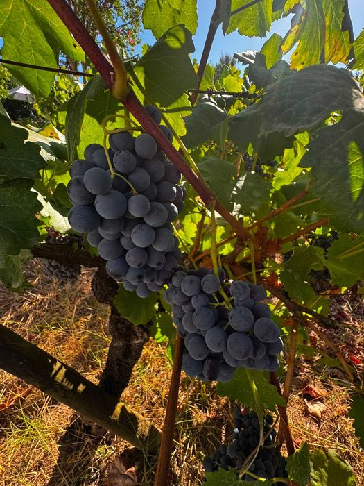 Vende-se uvas tintas para vinho