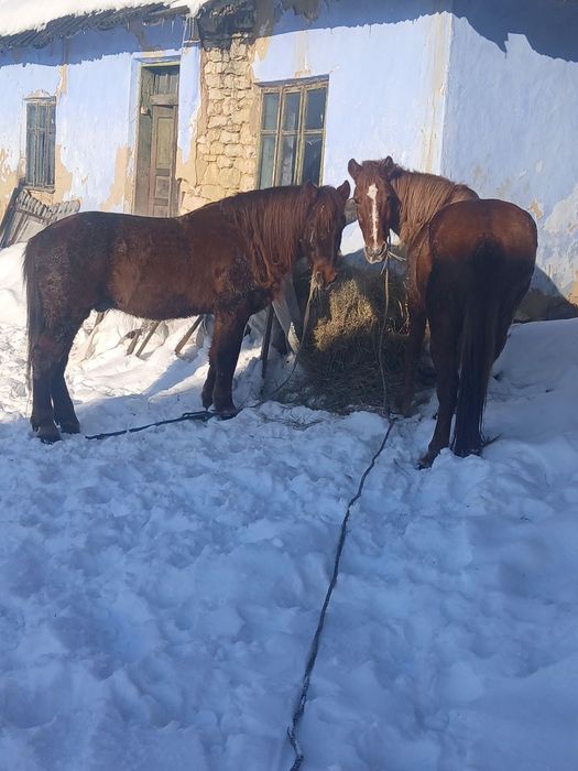 Продається кобила/кінь