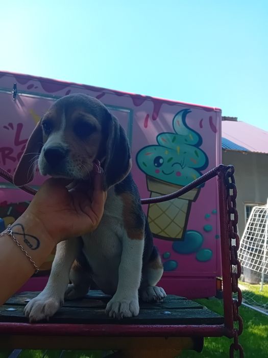Sprzedam szczeniak Beagle