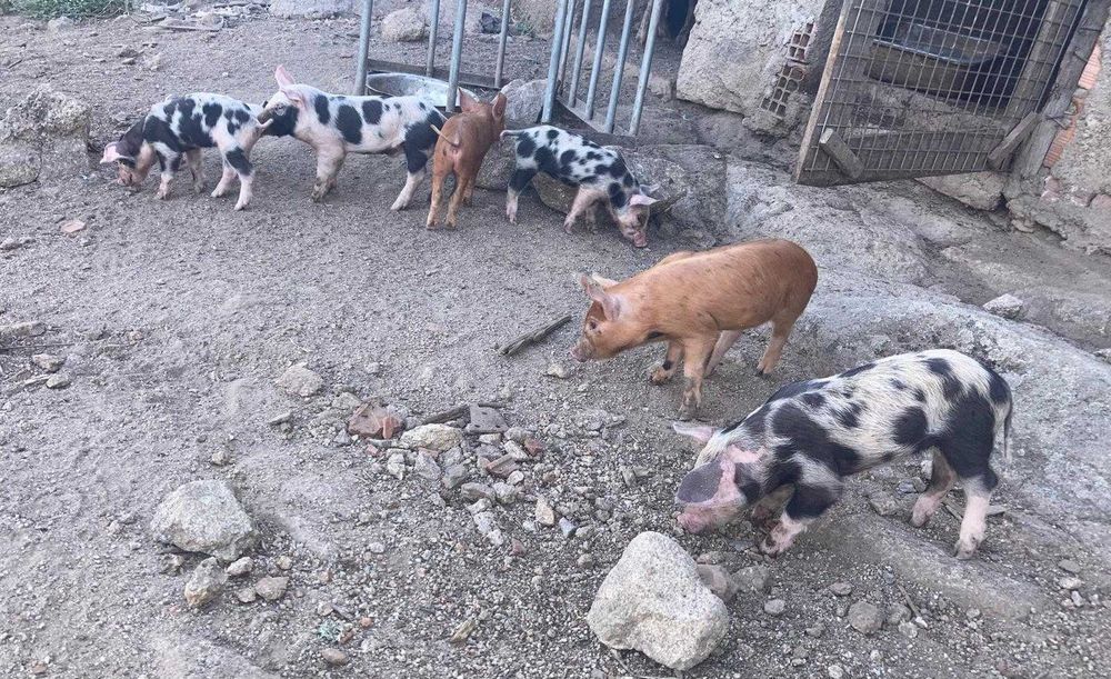 Leitões Duroc x Pietrain