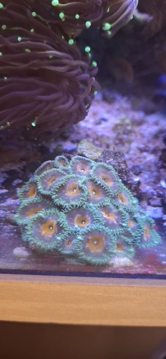 Zoanthusy capitan Ameryka Szczepki koralowce akwarium morskie