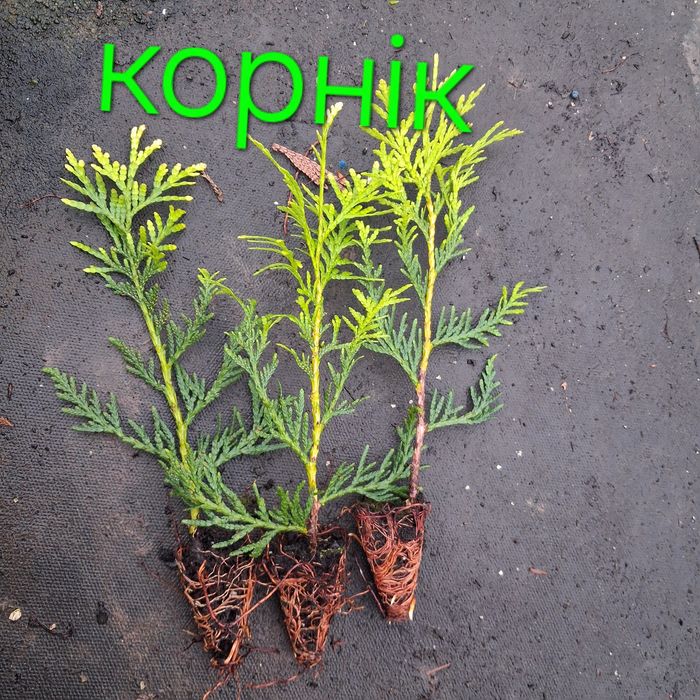 Продаються черенки декоративних рослин