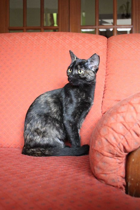 ESTERILIZADA | Gatinha disponível para adoção muito responsável