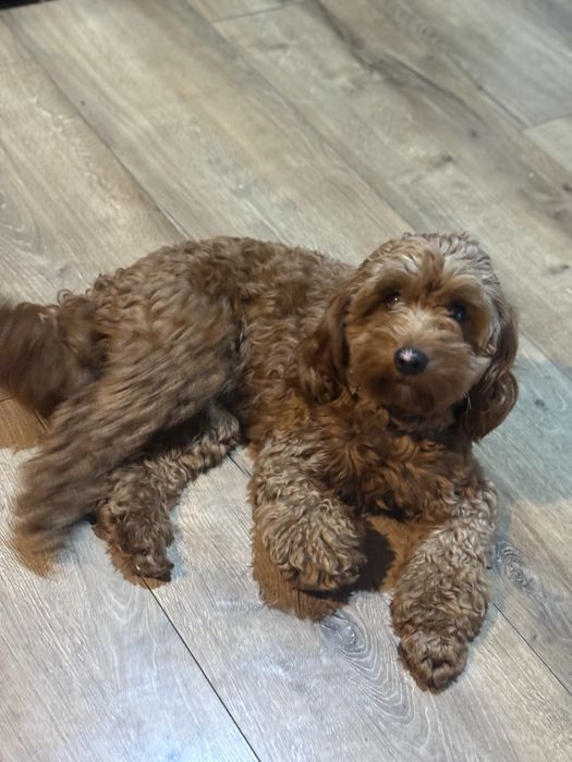 Cavapoo chłopak xs