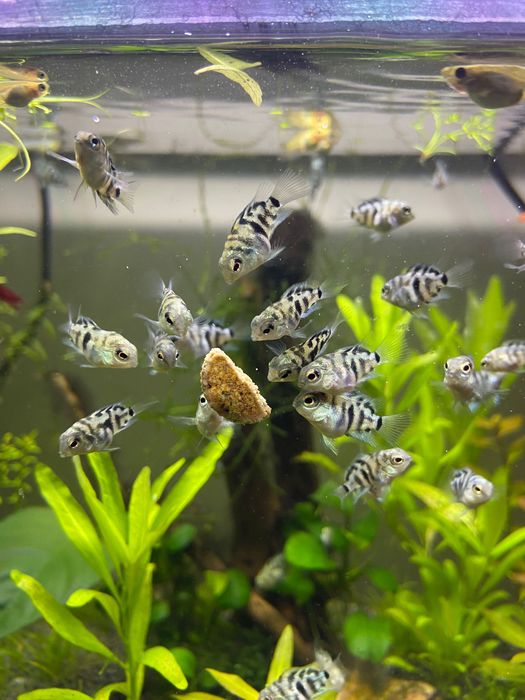 Peixes (parrot polar saphire blue )