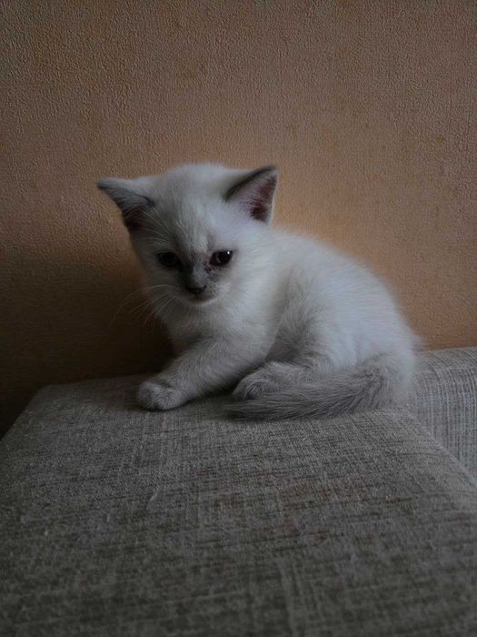 Милые умные сестрички ищут хозяев