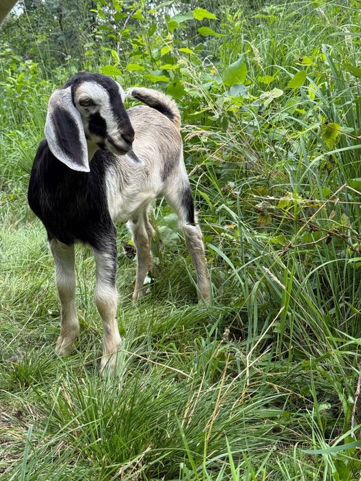 Козенята англо-нубійські