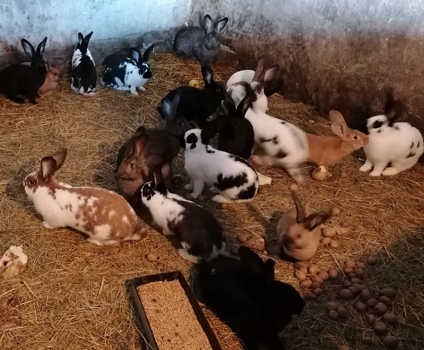 Króliki na sprzedaż