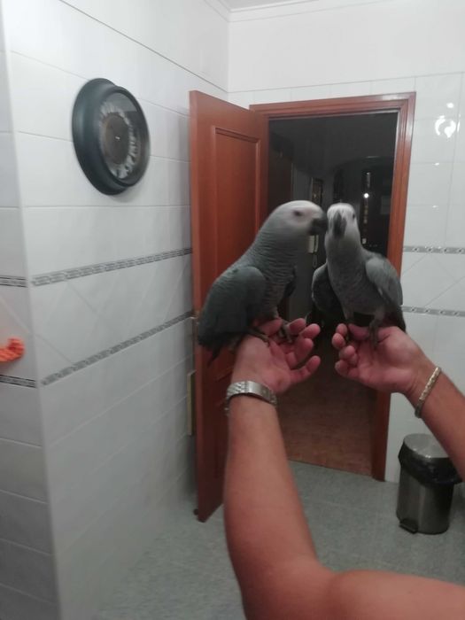 Papagaios Cinzentos de cauda Vermelha