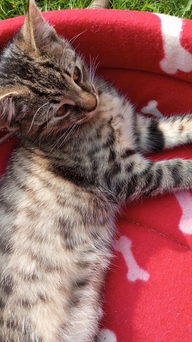 Oddam kotki w dobre ręce