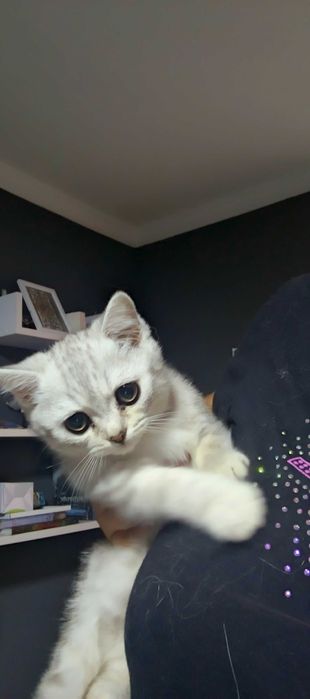 шотландський котик- муркотик