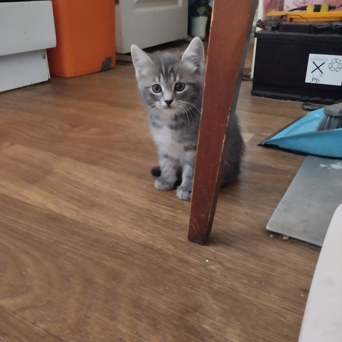 Котята ищут любящих хозяев!