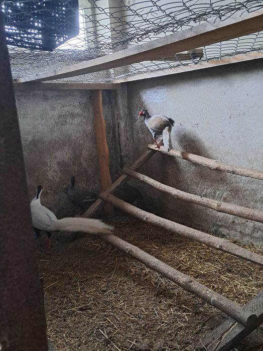 Bażanty srebrne, ptaki ozdobne, kury