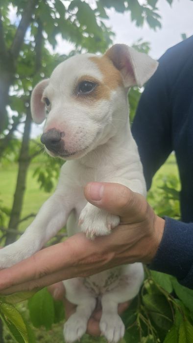 Śliczna sunia Jack Russell Terrier