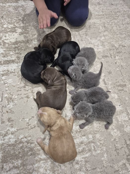 Спаніель. Кокер Спаніель