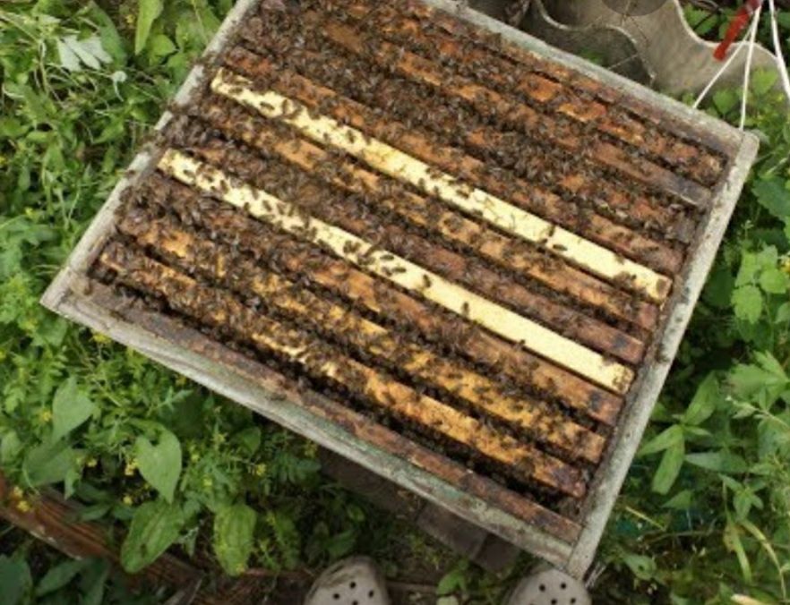 Продам бджоли, бджолопакети породи Українська степова