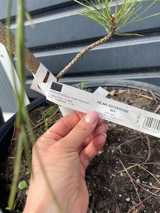 Pinus  nigra goldfingers 115 cm
