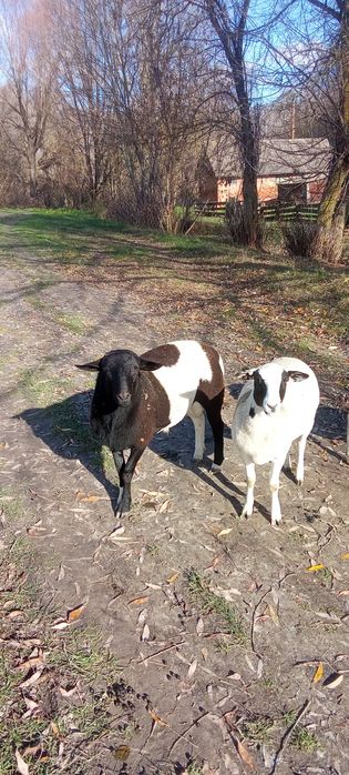 Продам баранів деталі за номером телефону