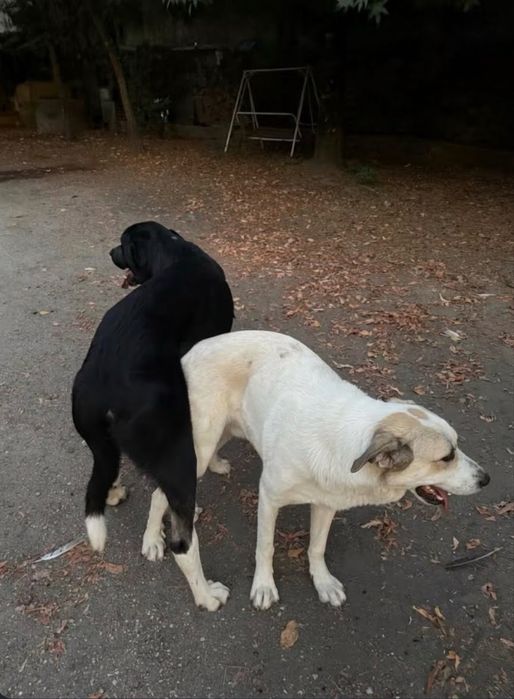 Cães de Gado Transmontano PUROS