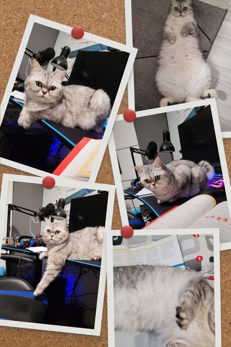 Kotka szuka cieplego domu