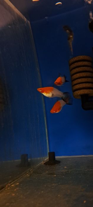 Mieczyki koi wagtail rzadkość 10 szt