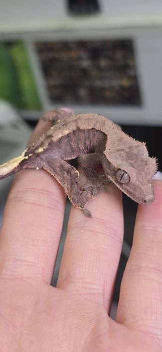 Zamienię gekony orzesione