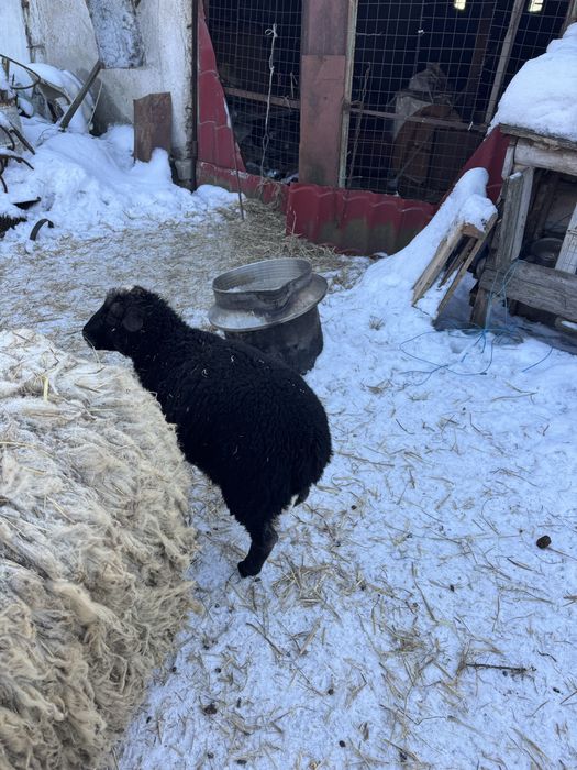 Баран романівської породи