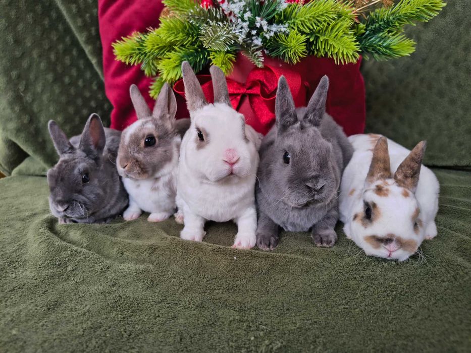 Karzełek rex samczyki i samiczka