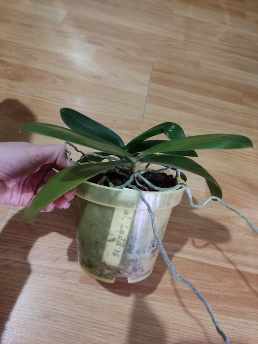 Два фаленопсиси в одному горщику