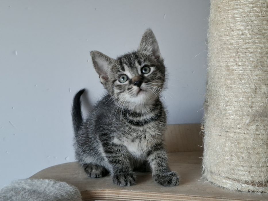 Parys i Przemo szukają wspólnego domu! Bure maluchy do adopcji!
