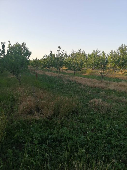 Продам сад черешня, персик.