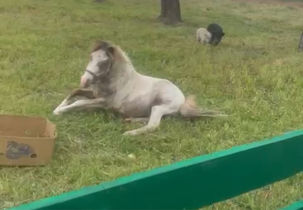 Кінь Поні ! Коник