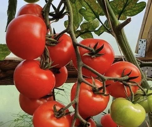 Семена томатов помидор