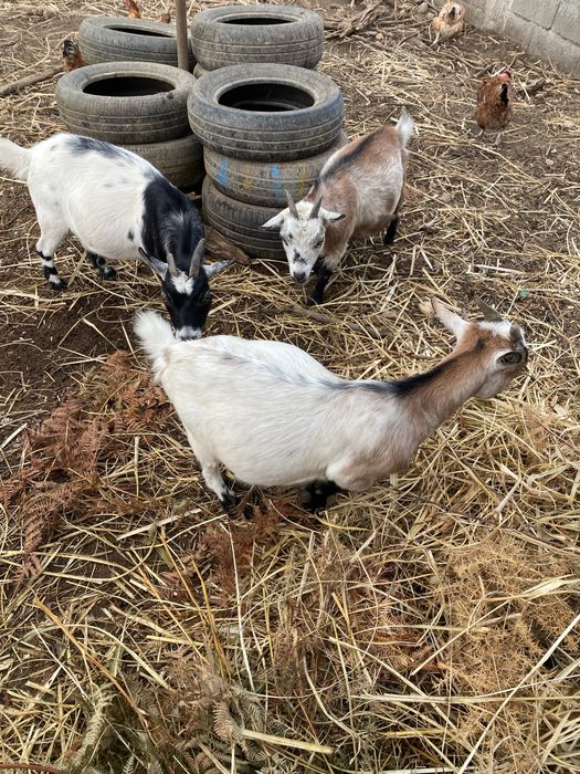Cabras anãs adultas