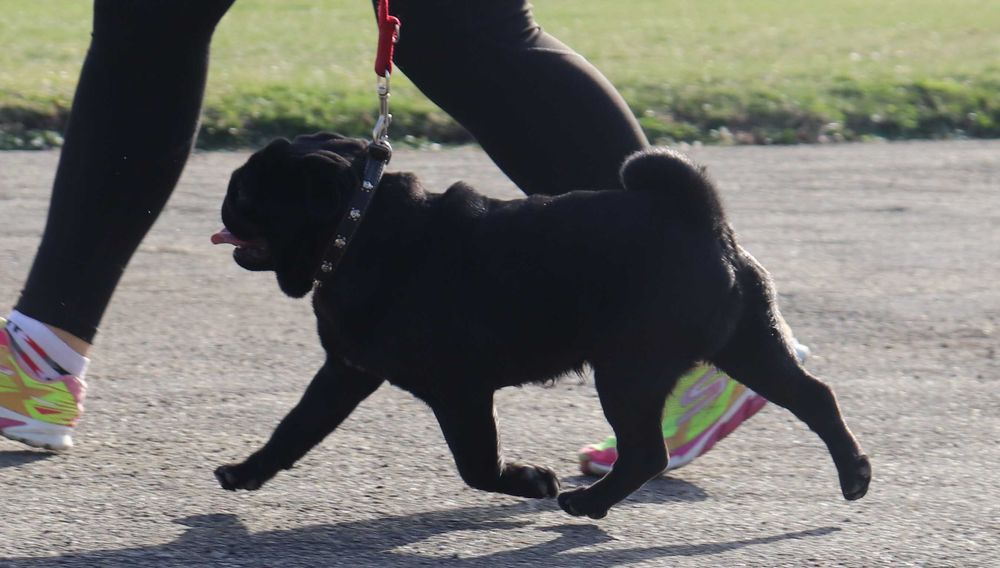 Черный мопсик КСУ