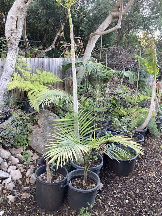 Palmeira real australiana para jardins tropicais