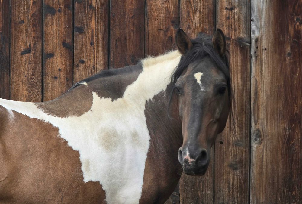 Klacz dotacyjna, ogier, hucuł, sp- kilka koni