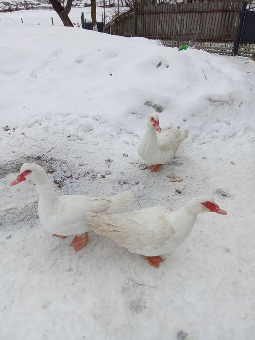 Качки для розплоду